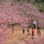 5 tọa độ ngắm hoa xuân nở rộ đẹp nhất miền Bắc ngày giáp Tết