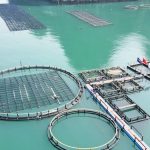 Cụm công nghiệp nuôi biển – Cơ hội lớn giàu mạnh từ biển